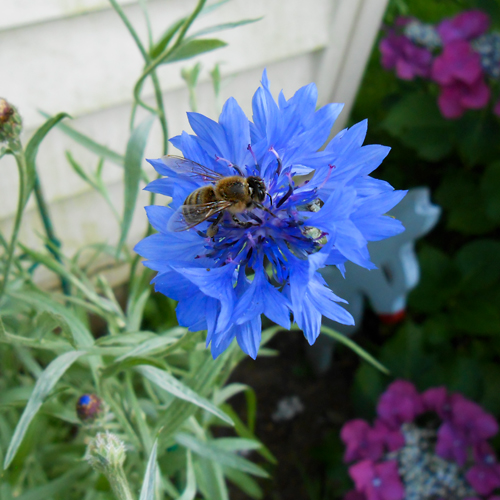 Bee On Blue Bachelor Button Flower