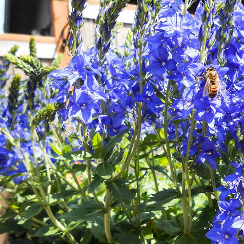 Crater Lake Blue Veronica with Bee