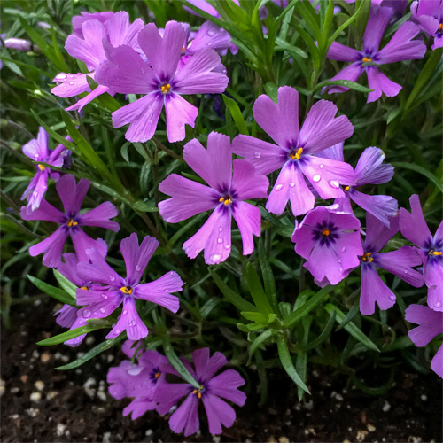 Creeping Phlox Flower