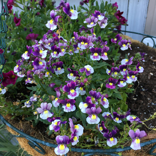 Nemesia Berries and Cream