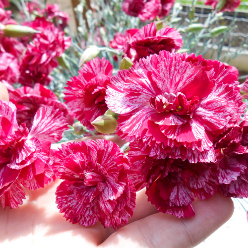 Varigated Carnation Flower