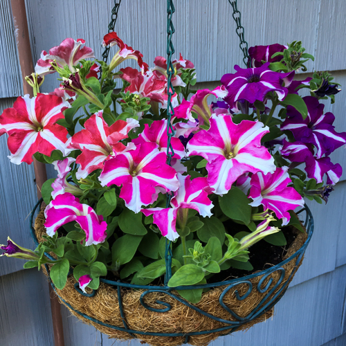 Wave Petunia Flower