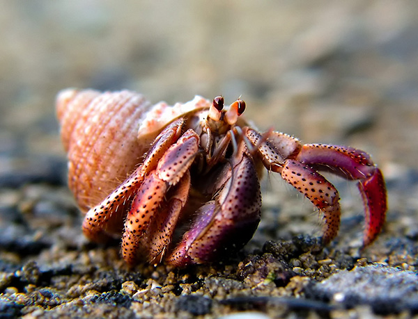 Creature in a sea shell