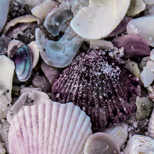 Purple Sea Shells