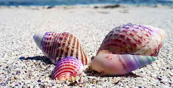 Colorful Seashell On Beach