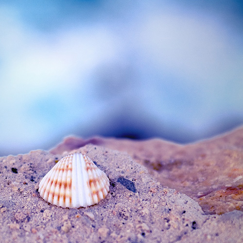 Sea Shell On a rock