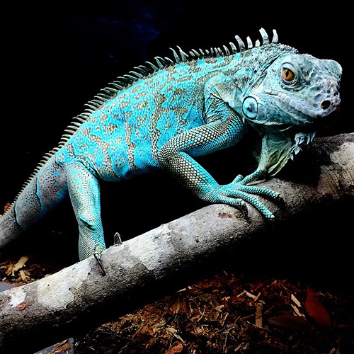 Blue Iguana